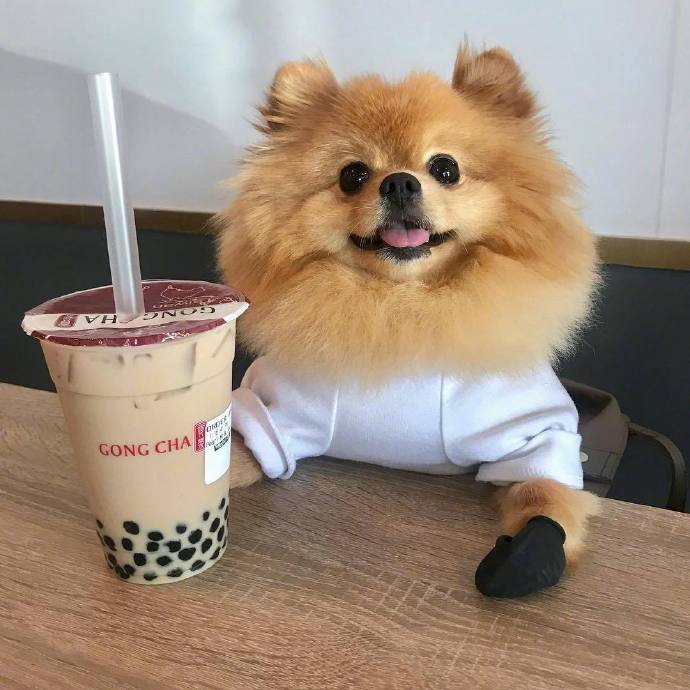 一只叫Chewie的博美犬狗狗照片