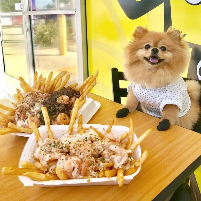 一只叫Chewie的博美犬狗狗照片