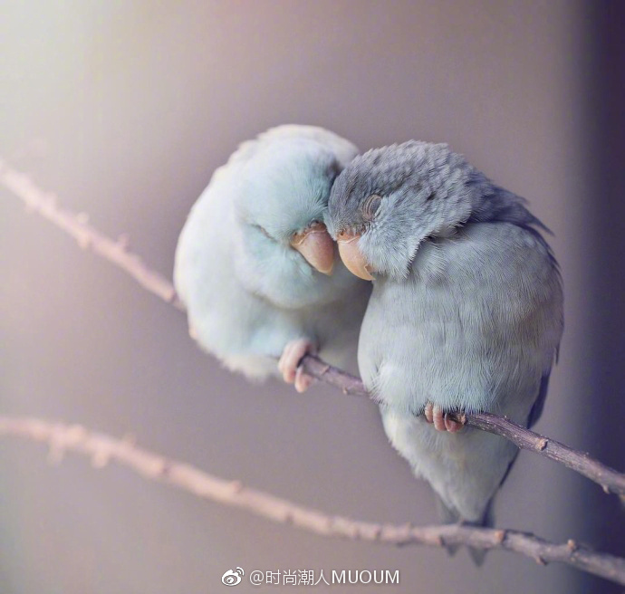 唯美的萌宠鹦鹉图片