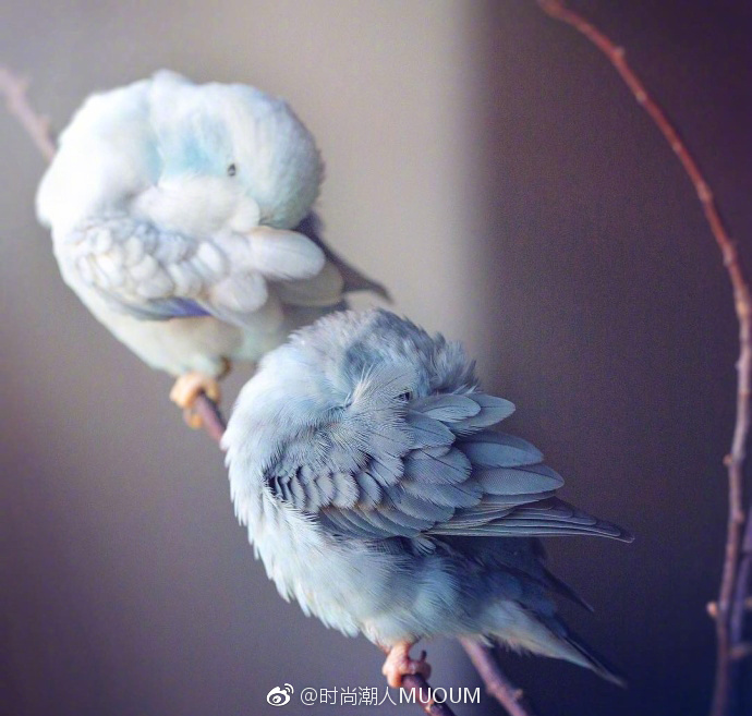 唯美的萌宠鹦鹉图片