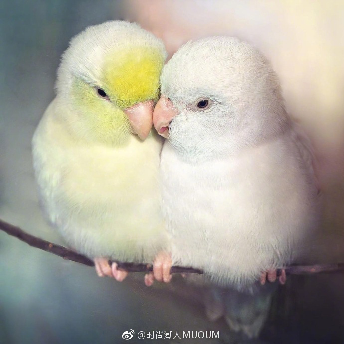 唯美的萌宠鹦鹉图片