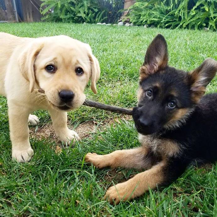萌宠小德牧犬Kona和小拉布拉多犬Nala有爱图片