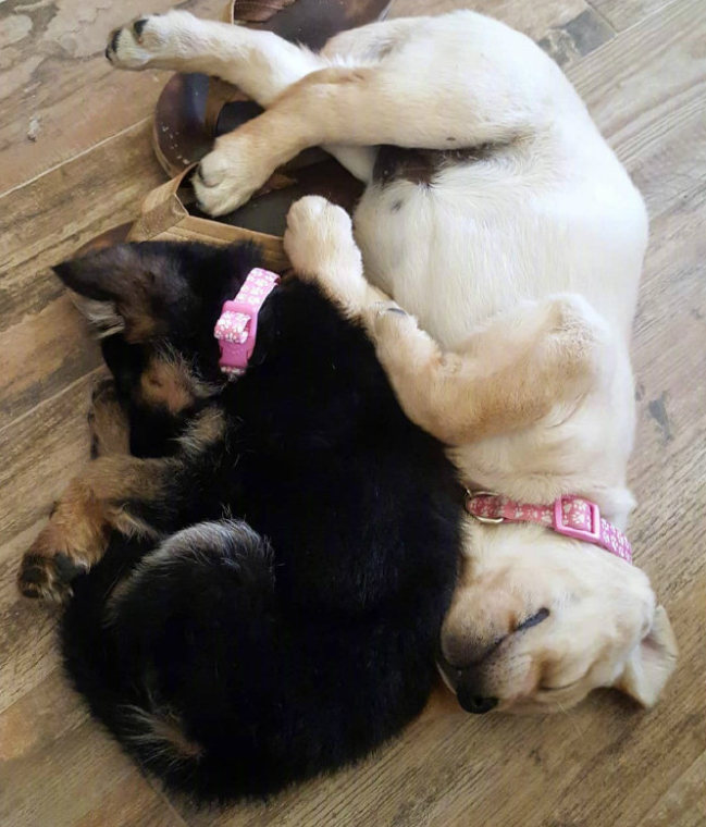 萌宠小德牧犬Kona和小拉布拉多犬Nala有爱图片