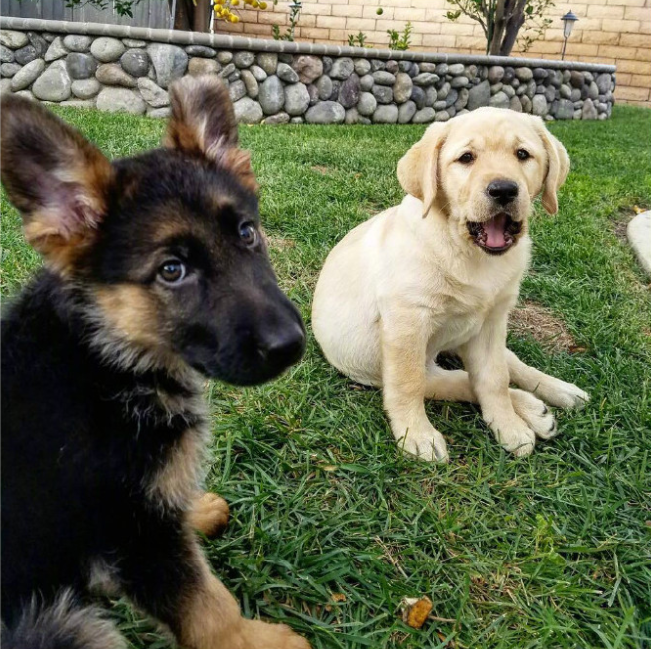 萌宠小德牧犬Kona和小拉布拉多犬Nala有爱图片