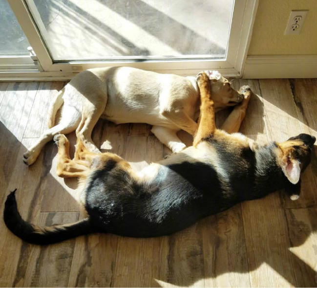 萌宠小德牧犬Kona和小拉布拉多犬Nala有爱图片