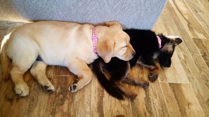 萌宠小德牧犬Kona和小拉布拉多犬Nala有爱图片