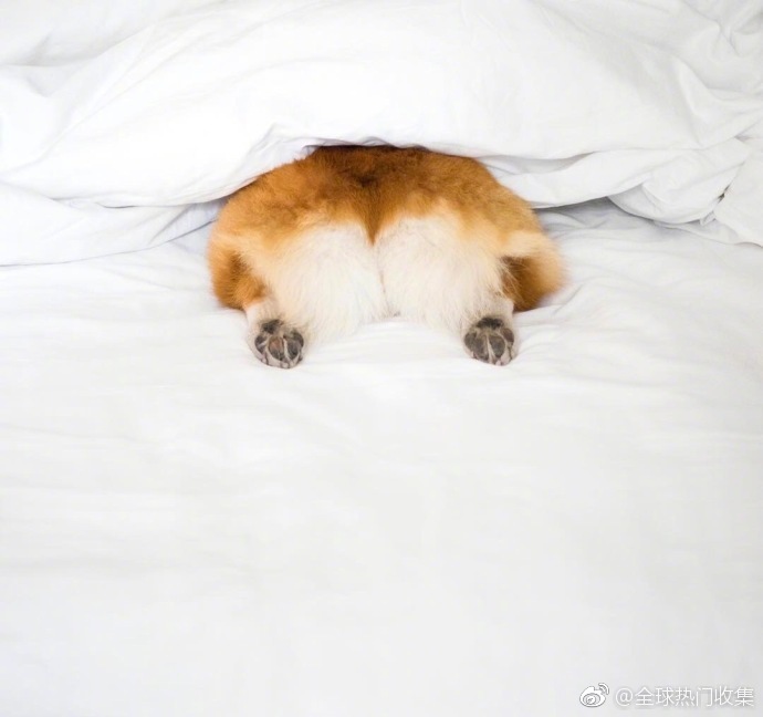 萌宠短腿小柯基犬肥美的pp图片
