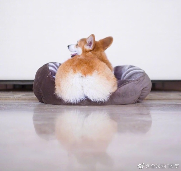 萌宠短腿小柯基犬肥美的pp图片