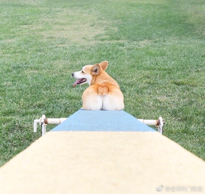 萌宠短腿小柯基犬肥美的pp图片