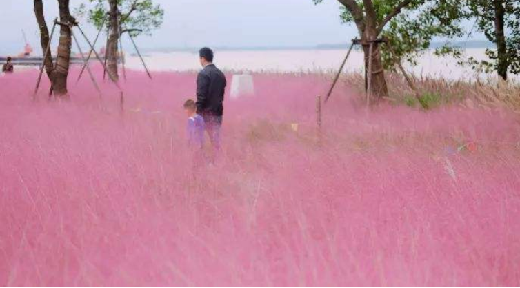网红粉黛乱子草造就粉红花海图片