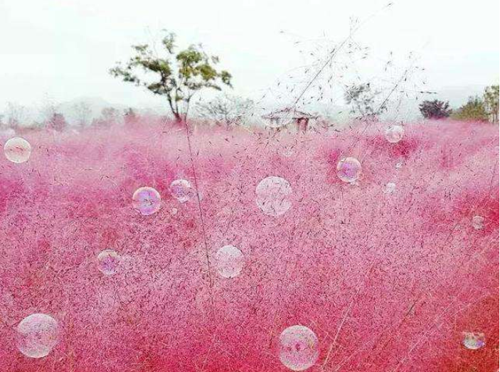 网红粉黛乱子草造就粉红花海图片