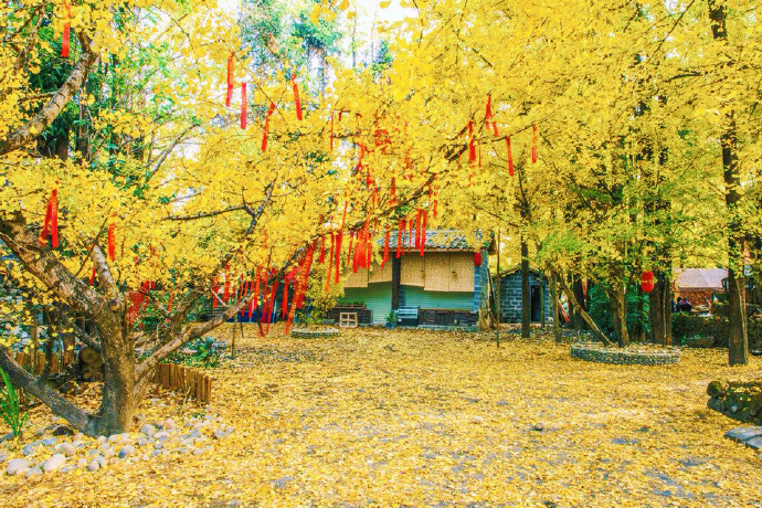 黄色银杏树叶大道风景图片