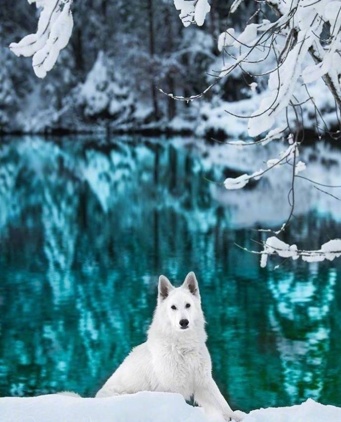 瑞士的九寨沟Blausee蓝湖风景图片