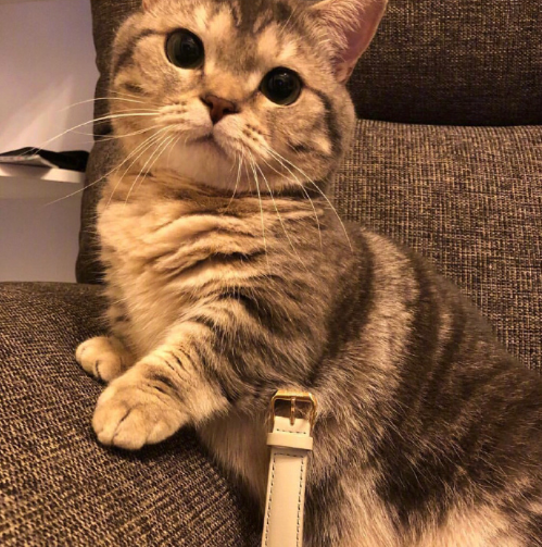 好萌的小短腿猫咪卖萌图片