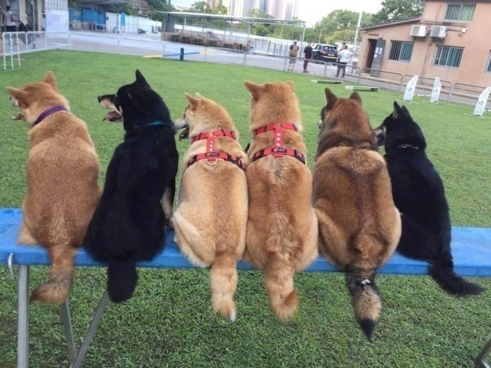 萌宠单身狗们的聚会图片