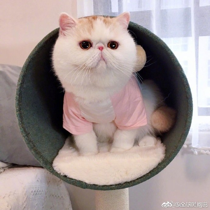 圆滚滚的可爱小猫咪图片