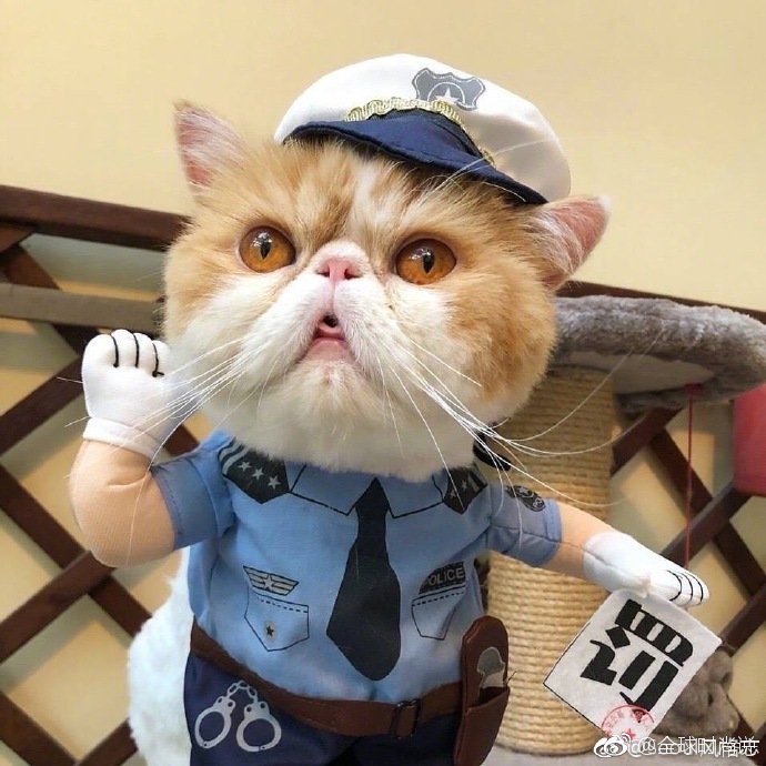 圆滚滚的可爱小猫咪图片
