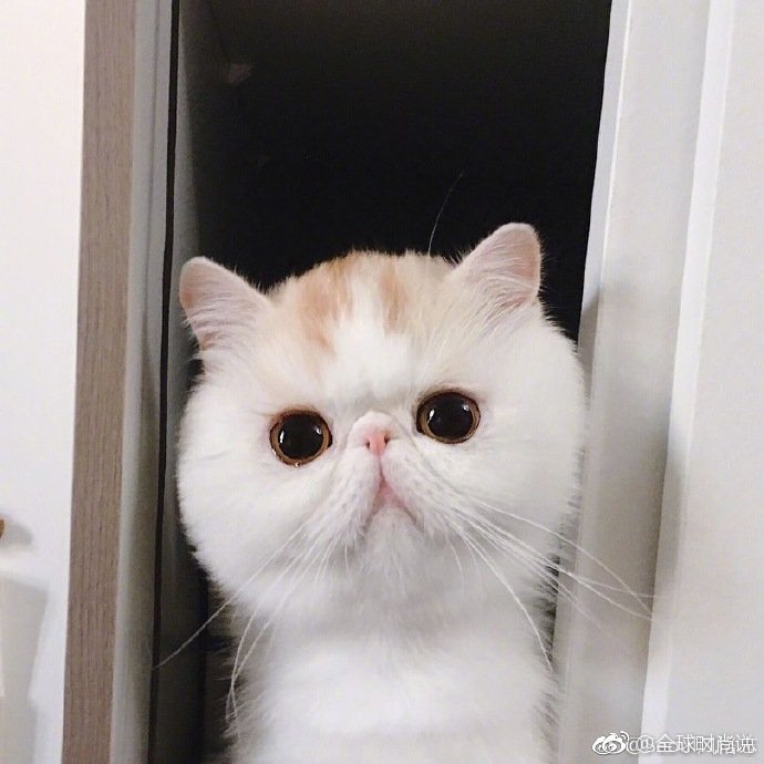 圆滚滚的可爱小猫咪图片