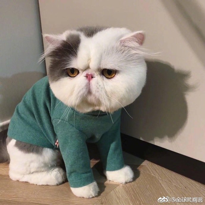 圆滚滚的可爱小猫咪图片