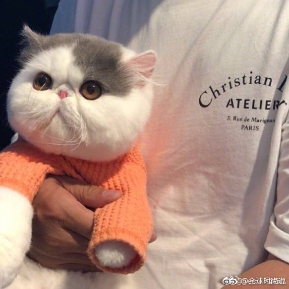 圆滚滚的可爱小猫咪图片