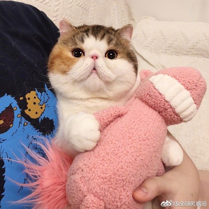 圆滚滚的可爱小猫咪图片