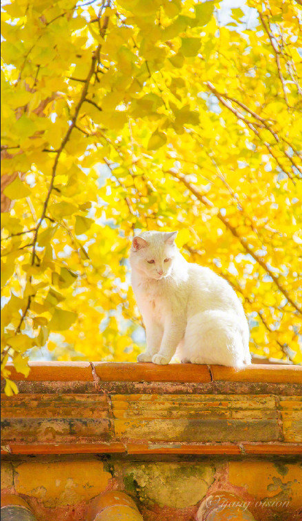 白色猫咪银杏树下秋日写真