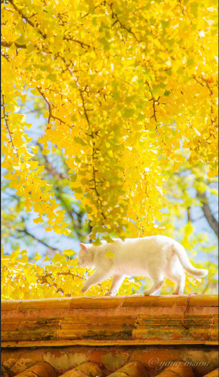 白色猫咪银杏树下秋日写真