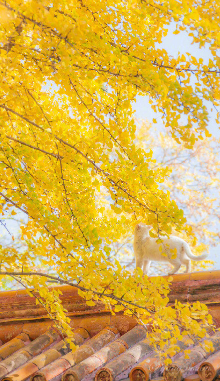 白色猫咪银杏树下秋日写真