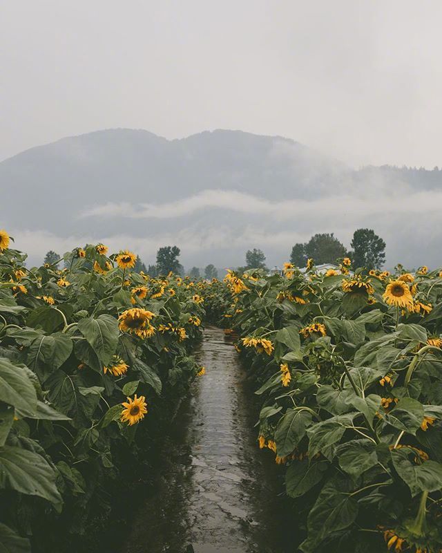 唯美向日葵花田图片 给自己的心放个假