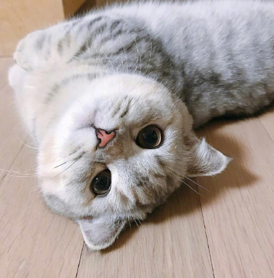 灰色美国短毛猫躺在地上卖萌图片
