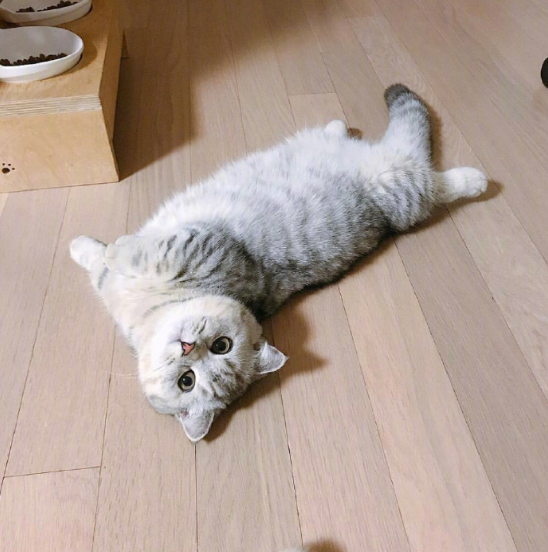 灰色美国短毛猫躺在地上卖萌图片