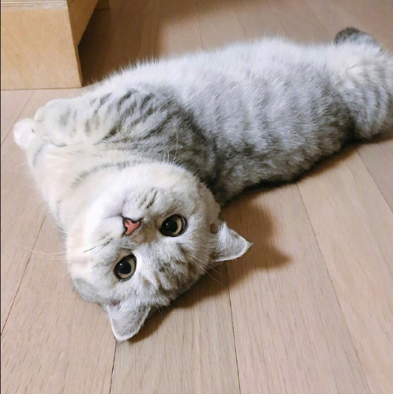 灰色美国短毛猫躺在地上卖萌图片