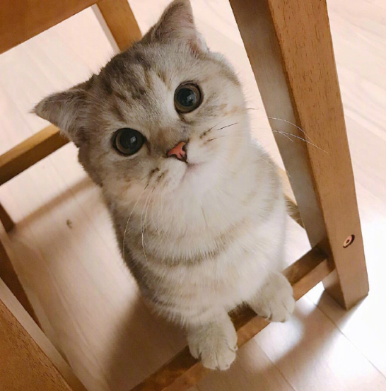 灰色美国短毛猫躺在地上卖萌图片