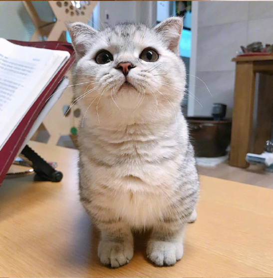 灰色美国短毛猫躺在地上卖萌图片