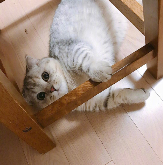 灰色美国短毛猫躺在地上卖萌图片