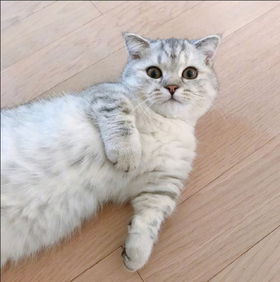 灰色美国短毛猫躺在地上卖萌图片
