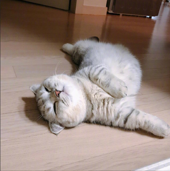 灰色美国短毛猫躺在地上卖萌图片