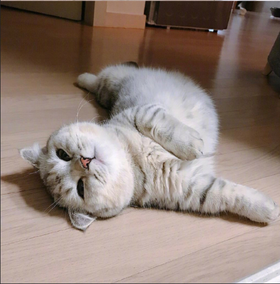 灰色美国短毛猫躺在地上卖萌图片