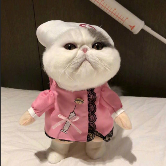 白白胖胖的可爱加菲猫图片