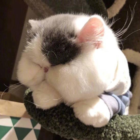 白白胖胖的可爱加菲猫图片