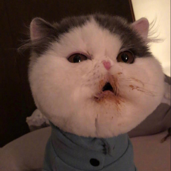 白白胖胖的可爱加菲猫图片