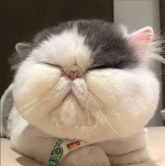 白白胖胖的可爱加菲猫图片