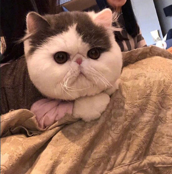 白白胖胖的可爱加菲猫图片