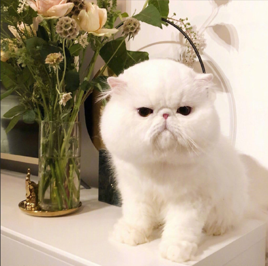 白白胖胖的可爱加菲猫图片