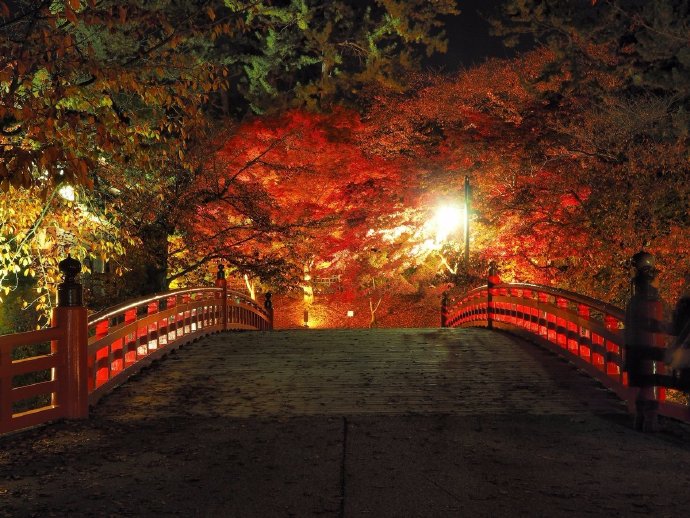 夜晚在灯光衬托下的红叶风景图片
