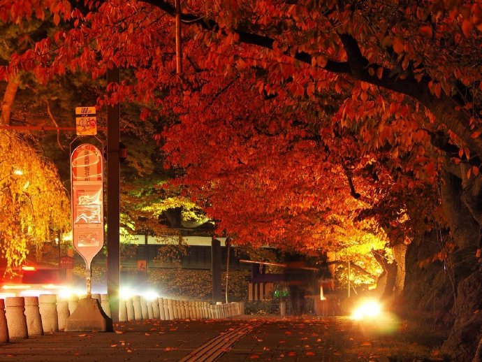 夜晚在灯光衬托下的红叶风景图片