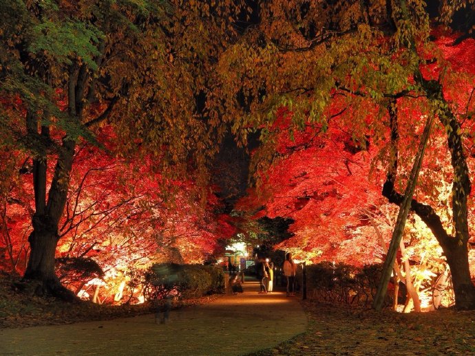 夜晚在灯光衬托下的红叶风景图片