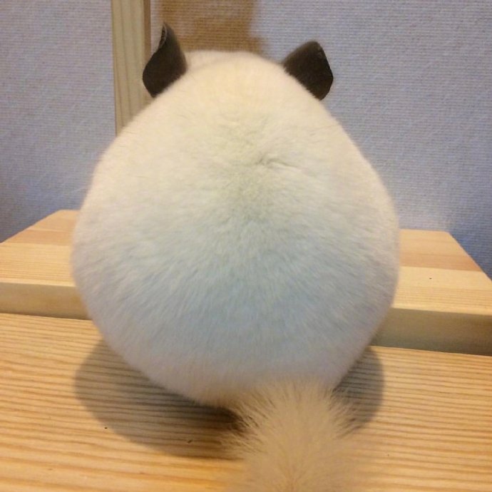 萌宠毛丝鼠图片