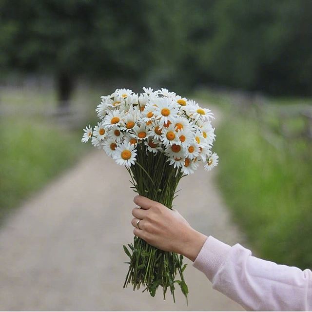 唯美野花小雏菊图片