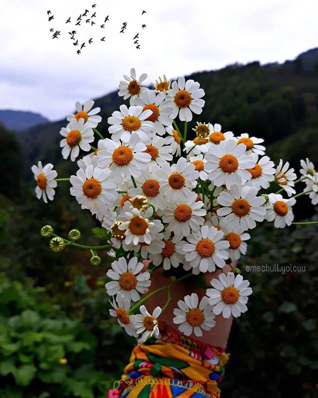 唯美野花小雏菊图片